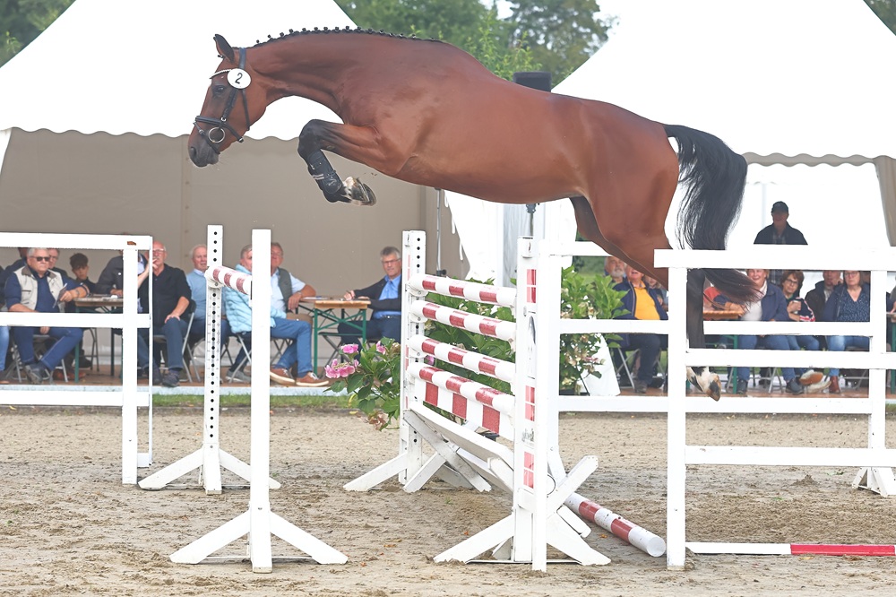 Unica v. Untouchable, Rheinländer Springsiegerin der Herwart von der Decken-Schau 2025. Foto: Stephan Bischoff