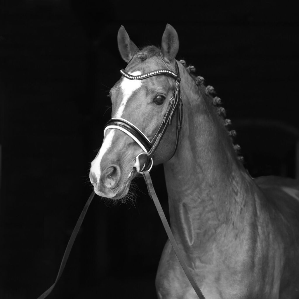 Balzaci Foto: Frerich/Landgestüt Warendorf