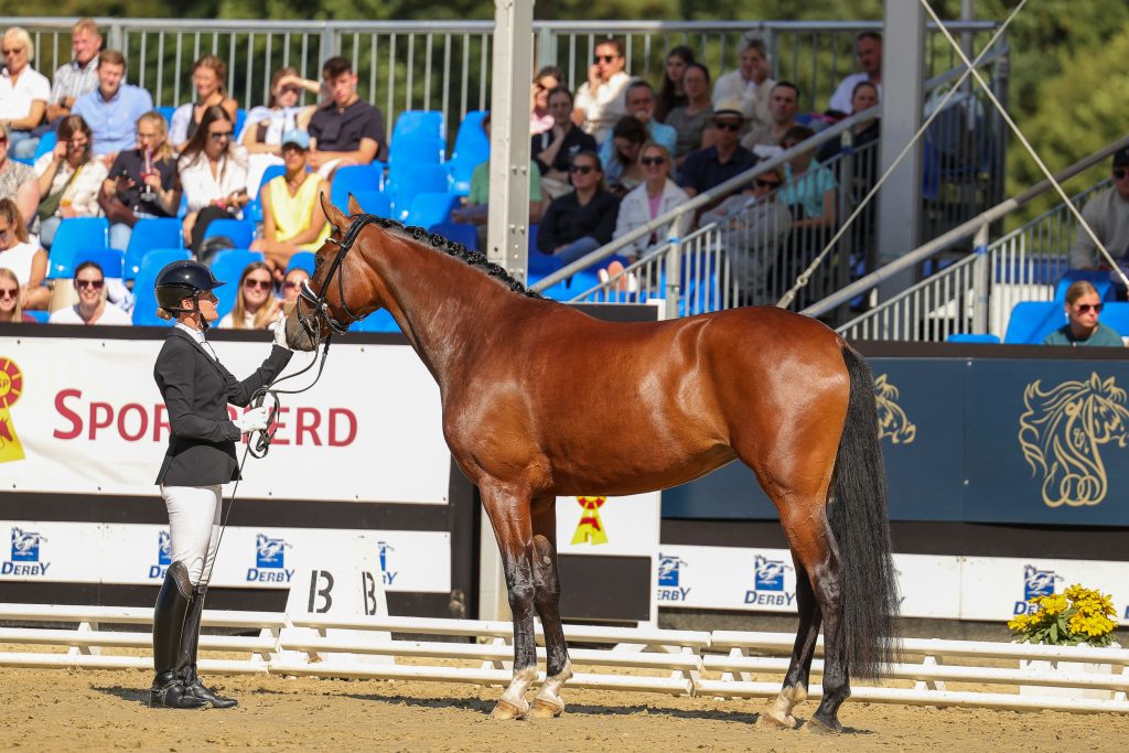 Bundeschampionesse der dreijährigen Stuten und Wallache: Be my Sunshine v. Benicio. Foto: Thamm