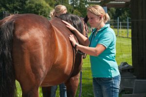 Bei immer mehr Pferden werden Magenproblematiken diagnostiziert. Foto: Equipics/Bölts