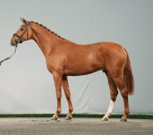 Danubio als Zweieinhalbjähriger bei seiner Körung in Westfalen. Foto: HuL Marbach/Reckimedia