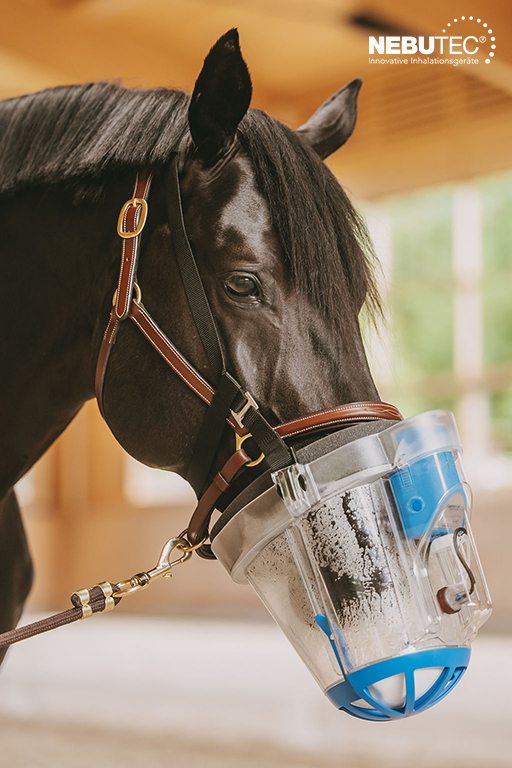 Immer mehr Pferde leiden unter Atemwegserkrankungen.