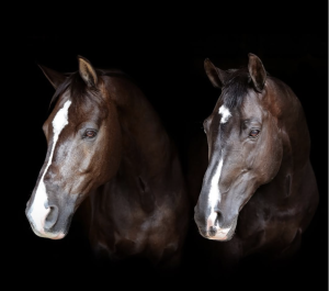 Valegro und Uthopia. Foto: Screenshot instagram.com/carlhestermbe/