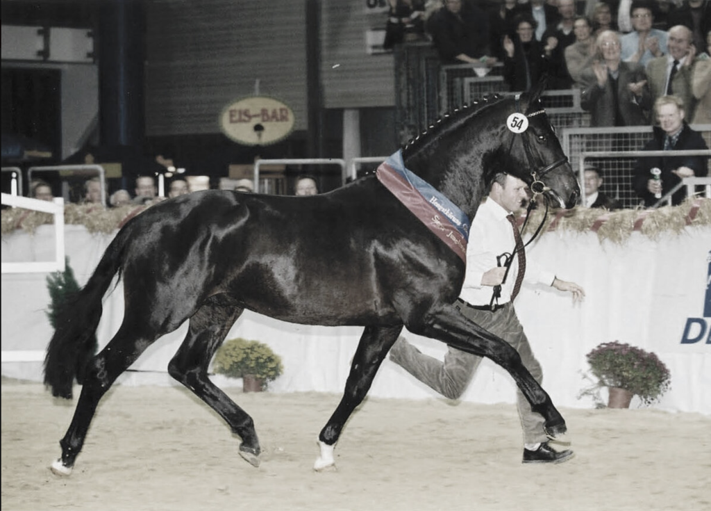 Da lief der Chef noch persönlich – Stedinger als Siegerhengst der Oldenburger Körung 2002 an der Hand von Gerd Sosath. Foto: Screenshot Sosath.com