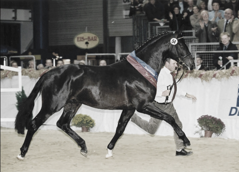 Da lief der Chef noch persönlich – Stedinger als Siegerhengst der Oldenburger Körung 2002 an der Hand von Gerd Sosath. Foto: Screenshot Sosath.com