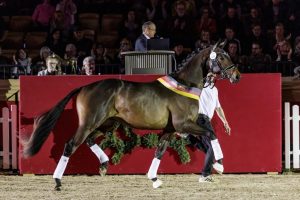 Trakehner Siegerhengst 2025: Eichenkönig v. Kentucky. Foto: sportfotos-lafrentz.de