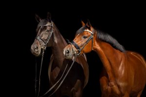 Das Reithalfter ist viel mehr als nur ein schickes Accessoire.