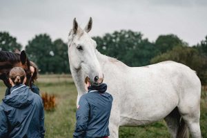 Einer der Kandidaten, die über die Aktion "100 Schulpferde plus" sein neues Zuhause fand, ist Garfield. Er ist nun Voltigierpferd bei der Reit-Gemeinschaft Schimmelhof. Foto: FN-Archiv