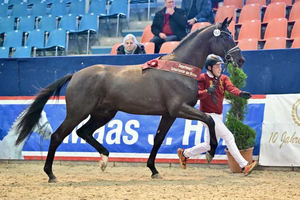 Dressur Siegerhengst beim Schaufenster der Besten 2026 v. Bloomingdale-Millennium. Foto: bjoern-schroeder.de