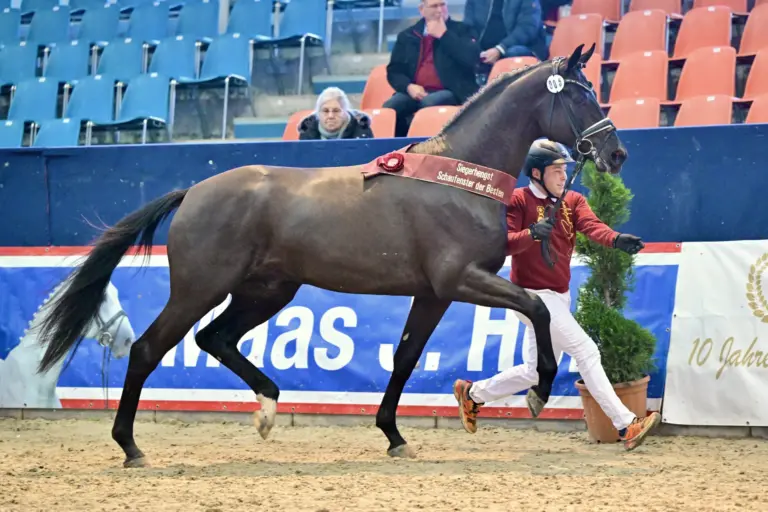 Dressur Siegerhengst beim Schaufenster der Besten 2026 v. Bloomingdale-Millennium. Foto: bjoern-schroeder.de