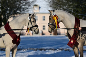Die beiden Siegerhengste der Mitteldeutschen Ponykörung in Neustadt/Dosse 2026: Golden Future und Ganz Besonders Descendi S. Foto: bjoern-schroeder.de
