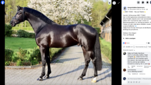Neu auf der Station Beckmann: Grey Tonic (Foto) und Fenomenal im Besitz der 360° Sportpferde in Duisburg. Foto: Screenshot Facebook.com/Hengststation Beckmann