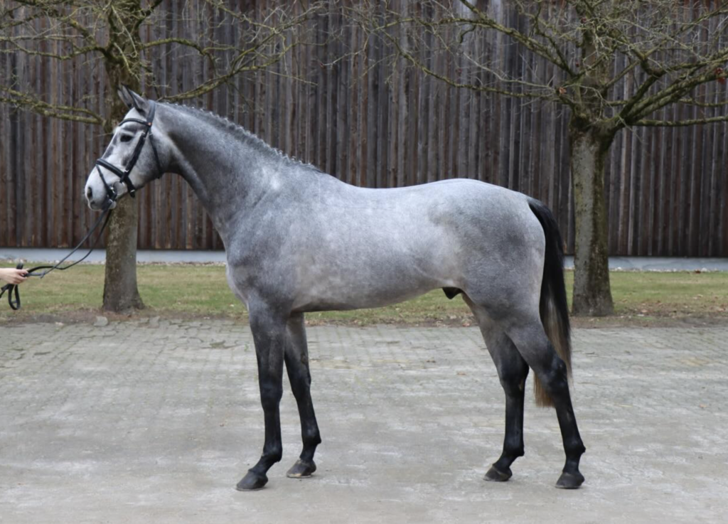 Der Celler Landbeschäler Visconti war bester Springhengst der Kurz-VA in Vechta. Foto: Facebook.com/Landgestuetcelle