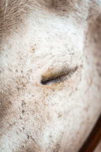 Wenn ein Pferd ein Trauma hat, ist guter Rat häufig teuer.