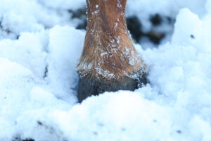 Pferde bekommen keine kalten Füße: Die Hufe sind mit ihrem eigenen Wärmesystem ausgestattet. Foto: Zachrau