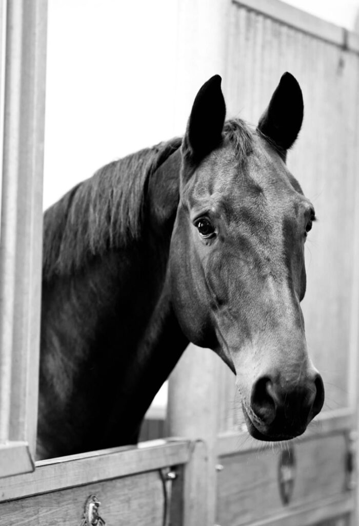 Diallo BB wenige Wochen vor seinem Tod daheim in Aubenhausen. Foto: Thoms Lehmann