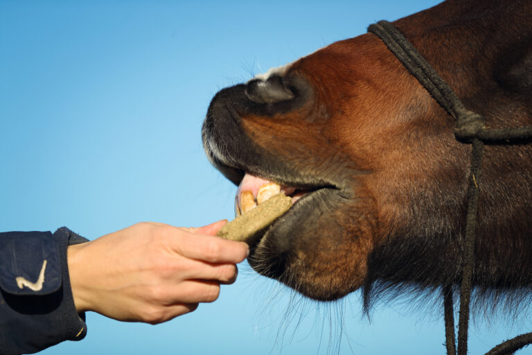 Finger weg von Leckerlis - zumindest, wenn sie Zucker enthalten