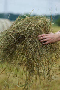 Hochwertiges Raufutter ist die Basis für eine ausgewogene Ernährung.