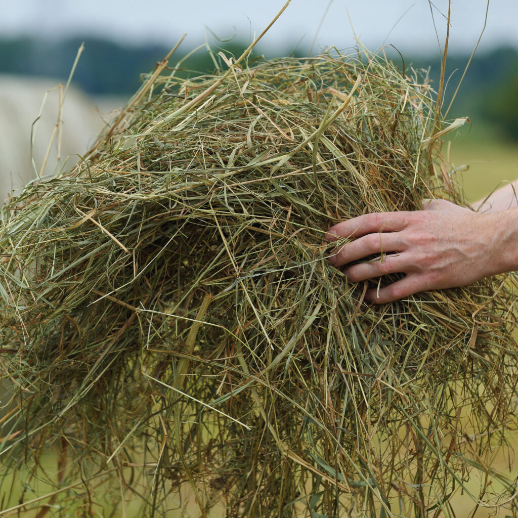 Hochwertiges Raufutter ist die Basis für eine ausgewogene Ernährung.