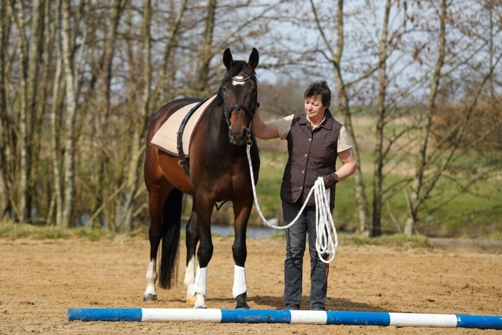 Schon an der Longe können Pferde an Stangen gewöhnt werden.
Foto: Equipics/Zachrau
