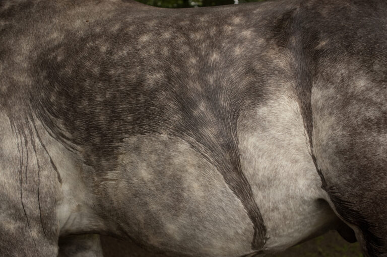 Ist die Haut zu lange nass und das Immunsystem geschwächt, kann ein Regenekzem die Folge sein. Foto: Equipics/Bölts