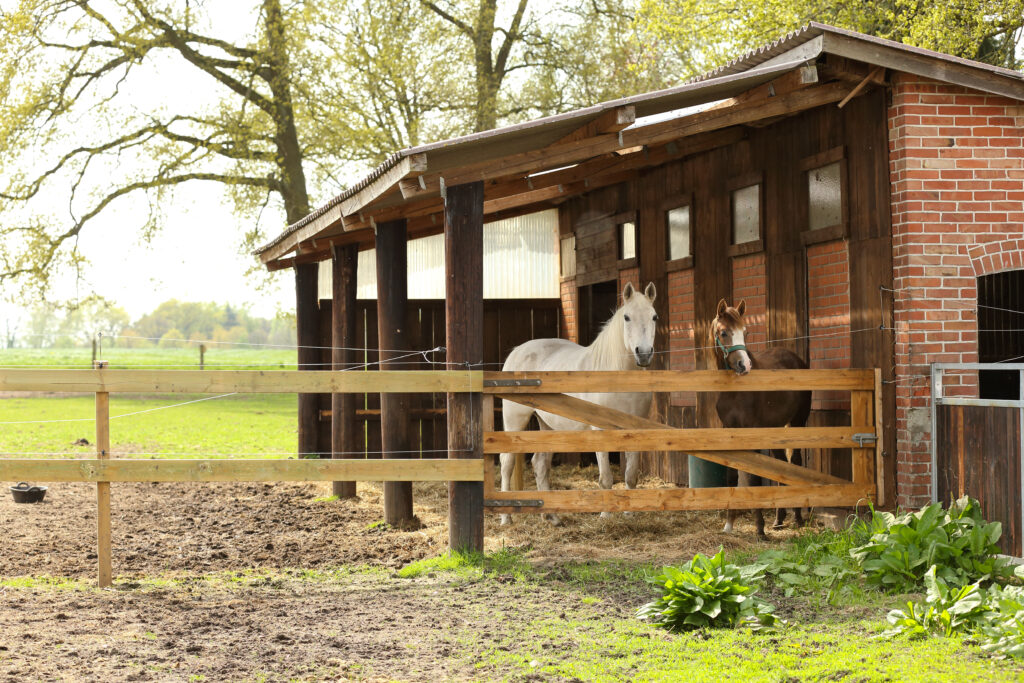 Weidepferde sollte immer die Möglichkeit haben, sich vor dem Regen zu schützen. Foto: Equipics/Zachrau