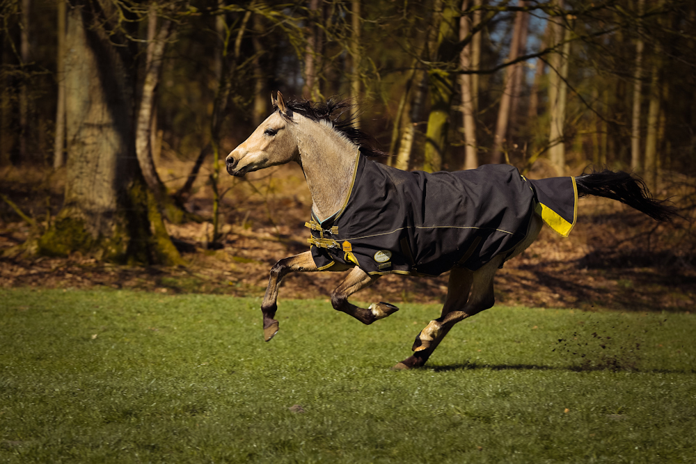 Eine Regendecke sollte perfekt sitzen, sodass sich kein Wasser – beispielsweise an der Schulter – sammeln kann.
Fotos: Equipics/Zachrau
