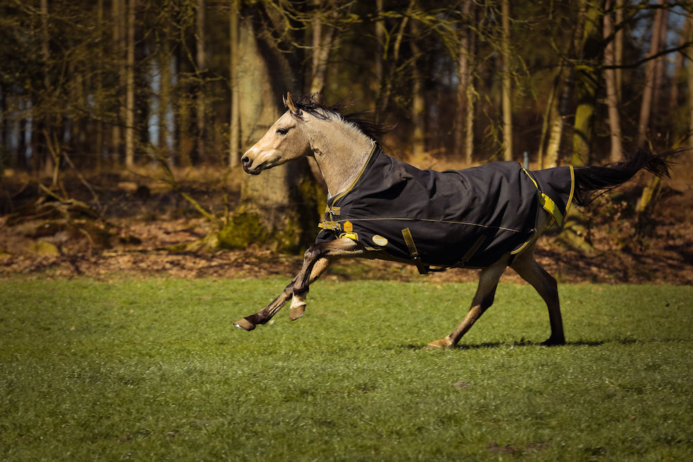 Eindecken hat zwar keinen Einfluss auf den Prozess des Fellwechsels, wohl aber auf die Länge und Dichte des Fells.
Foto: Equipics/Zachrau
