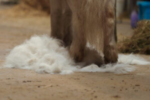 Regelmäßiges Bürsten hilft, lose Haare zu entfernen und die Durchblutung der Haut zu fördern. Foto: Equipics/Zachrau