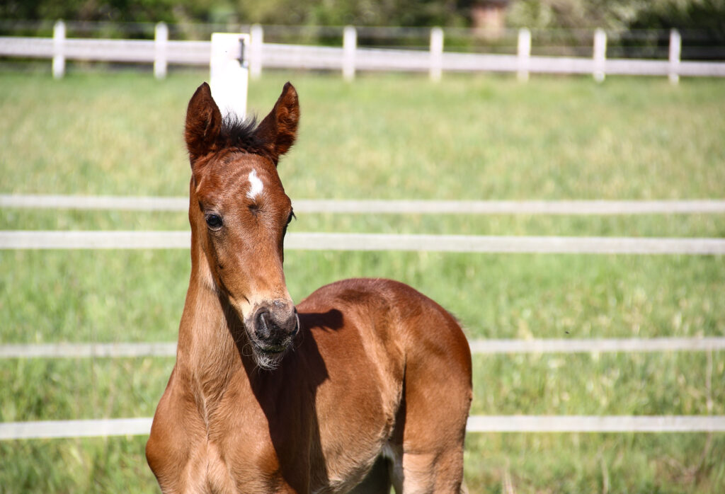 Im Fohlenalter legt man mit der Grundversorgung den Grundstein für ein gesundes Pferdeleben. (Foto Thamm)