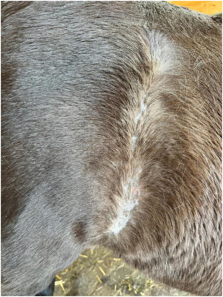 Beispiel für ein Regenekzem: Hier ist die „Regenablaufrinne“ an der Flanke betroffen.
Foto: Pferdeklinik Maischeiderland
