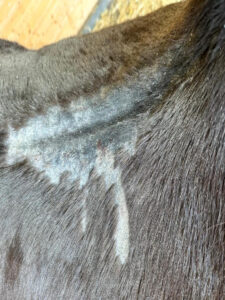 Die Hautentzündung tritt besonders häufig am Rücken auf. Foto: Pferdeklinik Maischeiderland