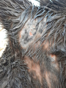 Fortgeschritteneres Regenekzem am Pferdekopf. Foto: Fock