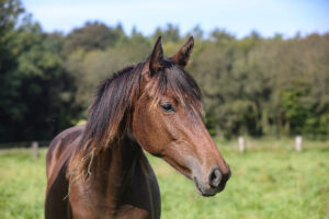 Mit dem richtigen Fütterungsmanagement nimmt man großen Einfluss auf die Zukunft der Vierbeiner. (Foto Thamm)
