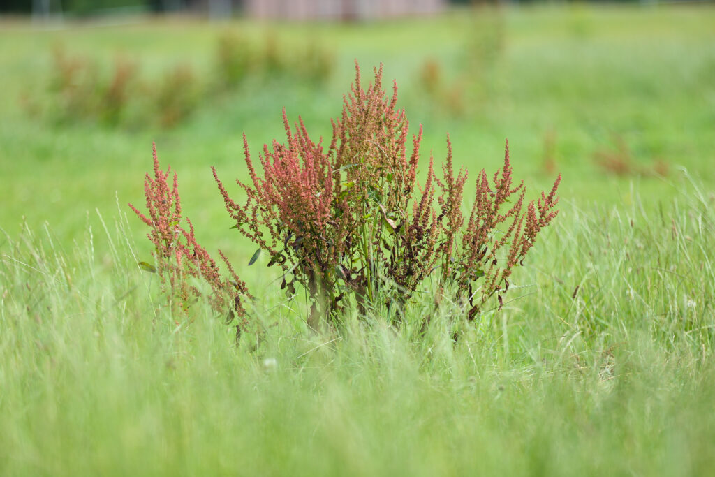 Unkräuter wie Ampfer breiten sich schnell aus, wenn sie nicht entfernt werden. Fotos: Equipics