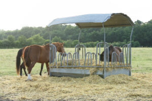 Ist das Gras abgefressen, muss Raufutter zusätzlich zur Verfügung gestellt werden. Foto: Equipics