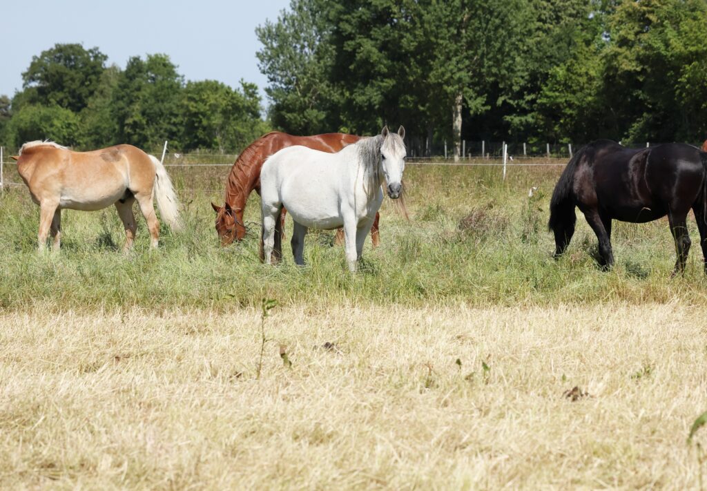 Abgegraste Flächen sollten abgezäunt werden, damit sie nachwachsen können.