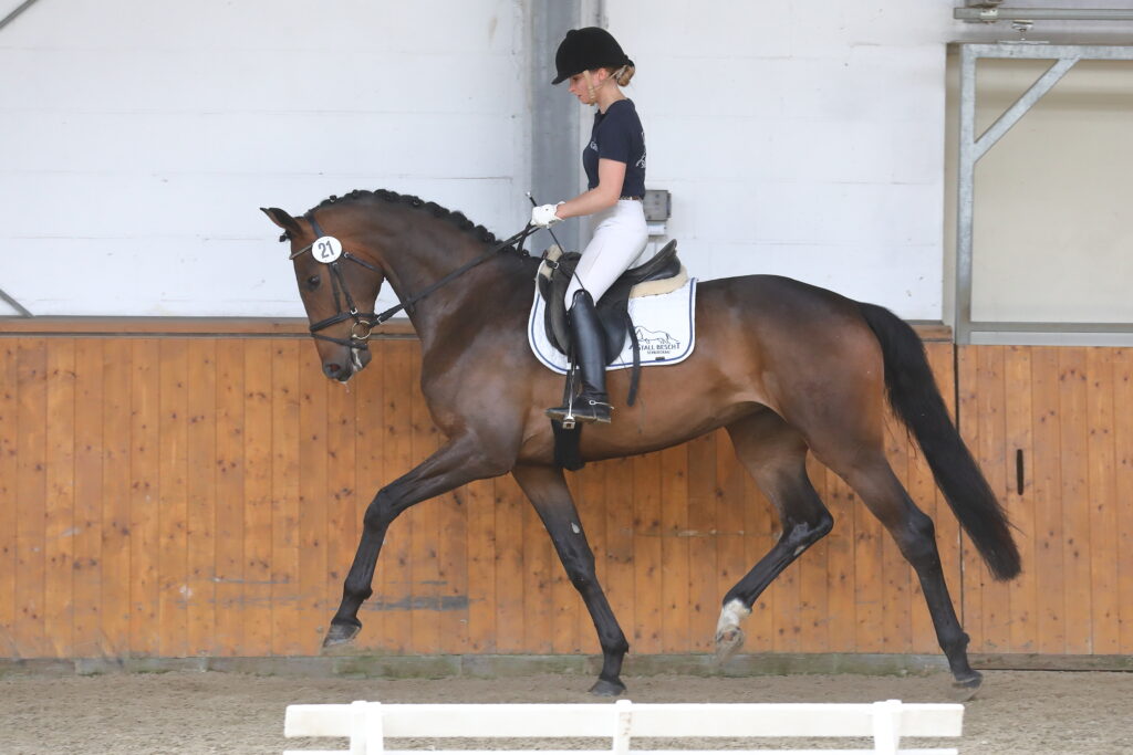 Auch bei der Stutenleistungsprüfung werden die künftigen Mütter unter dem Sattel getestet. Foto: Bischoff