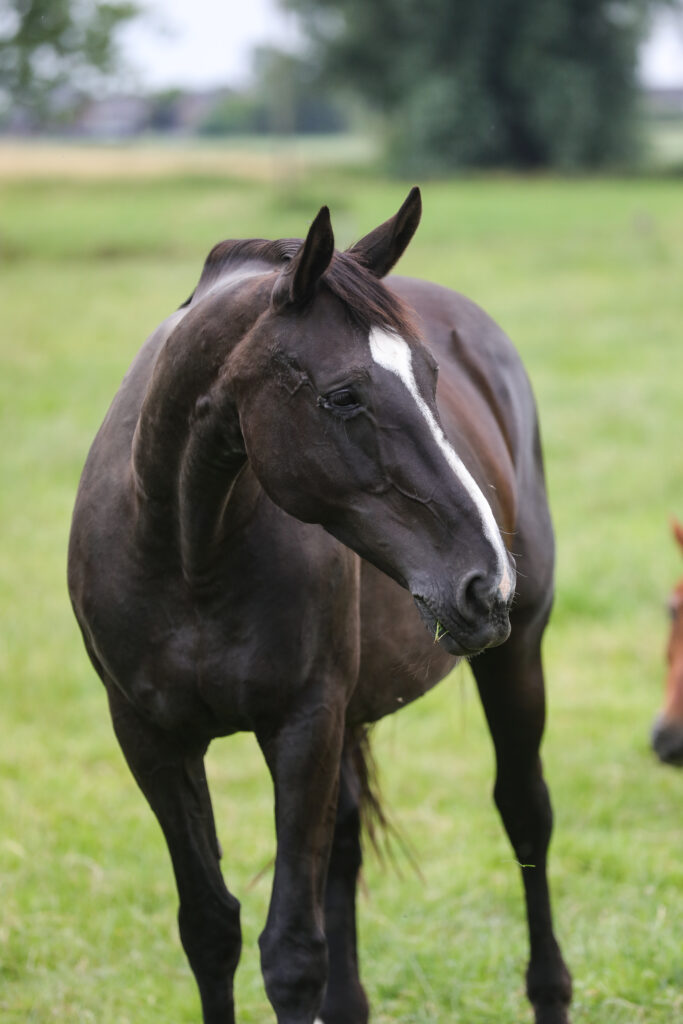 Jedem Pferd sollte ein angenehmes, schmerzfreies Rentnerleben ermöglicht werden. Foto: Rebecca Thamm