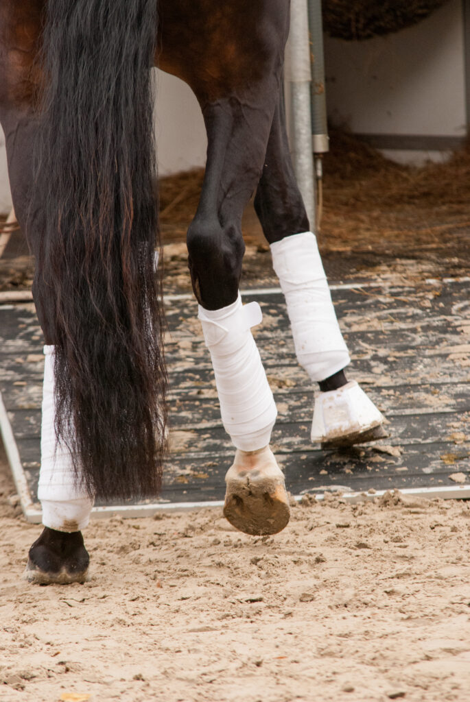 Wenn das Verladen zum Problem wird, kann ein professionelles Verladetraining helfen. Foto: Equipics/Bölt
