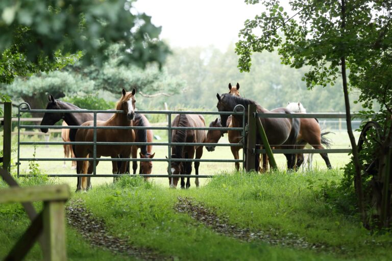 Schwachstelle Weidetor: Es sollte besonders stabil und mit einbetonierten Pfoten stabilisiert sein. Foto: Equipics/Zachrau
