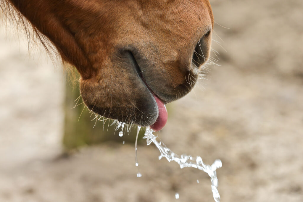 Pferde, die plötzlich stark speicheln: Das Slobber Syndrom tritt immer häufiger auf. Foto: Equipics/Zachrau