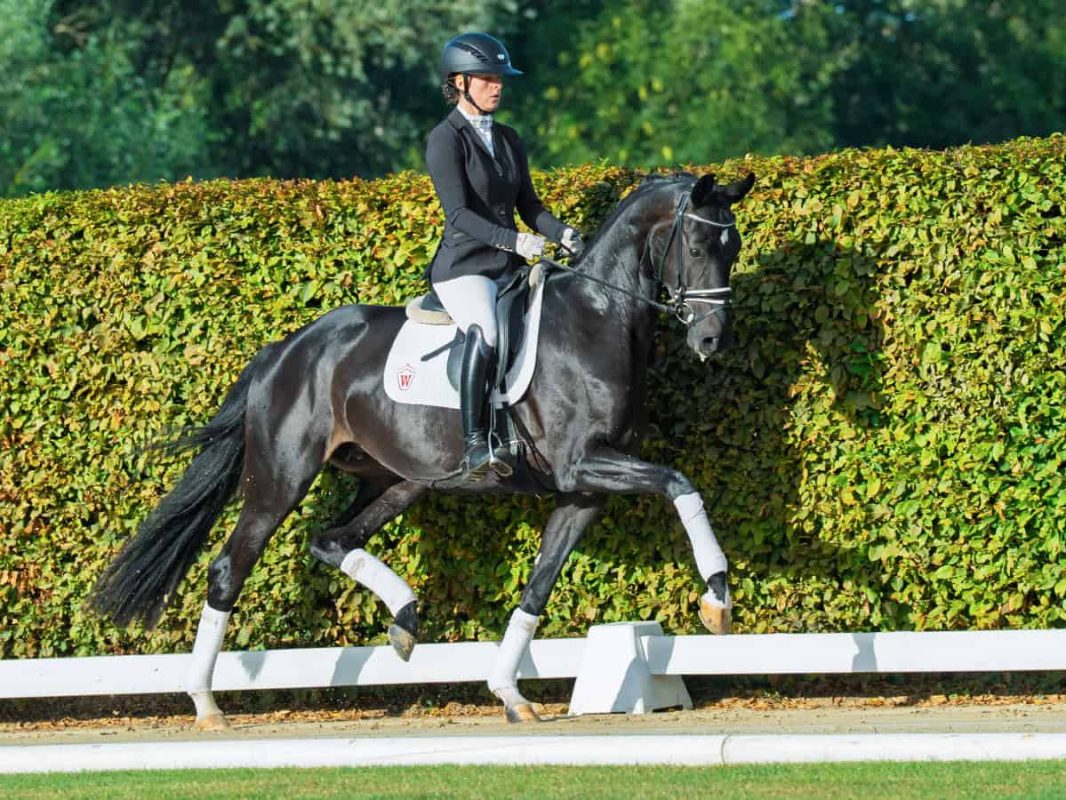 Die Neue in Aubenhausen: For Hope v. For Romance. Foto: REcki/Westfälisches Pferdestammbuch