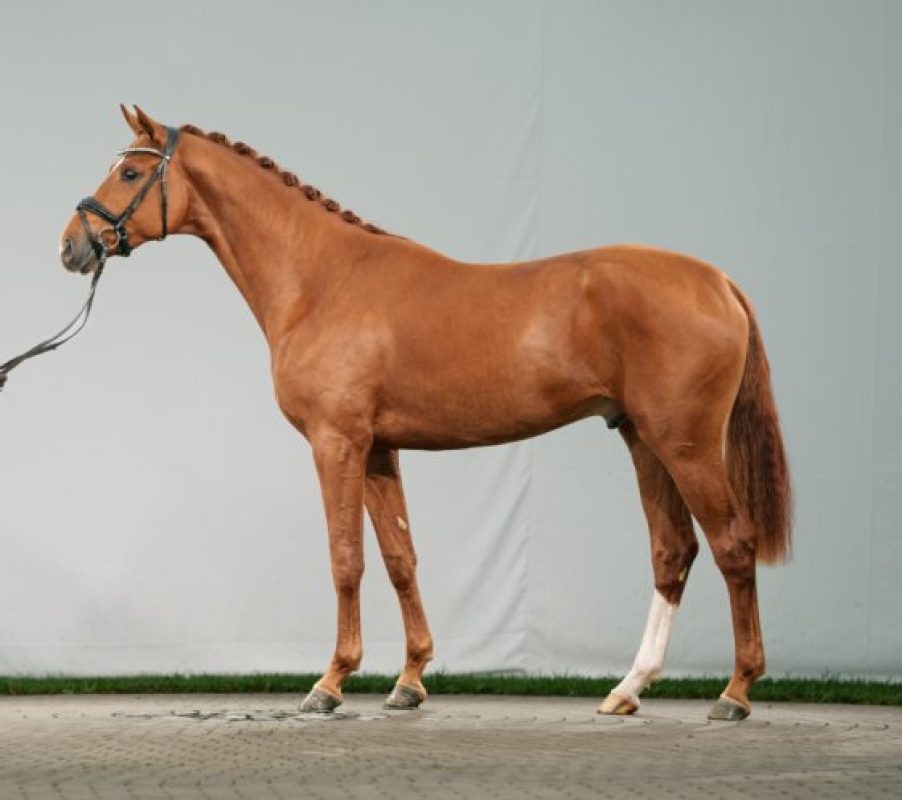 Danubio als Zweieinhalbjähriger bei seiner Körung in Westfalen. Foto: HuL Marbach/Reckimedia