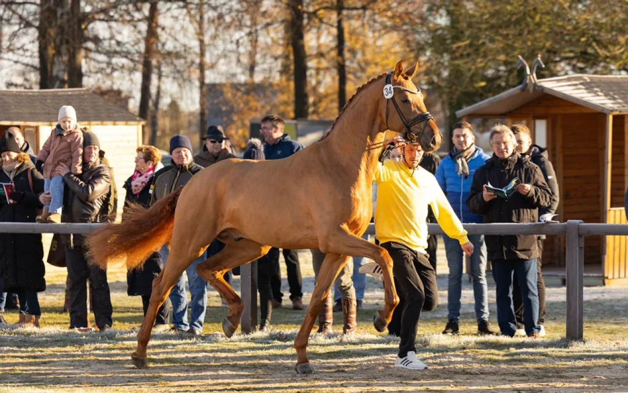 34-Vivaldos-Revolution-54O5A0025-JF