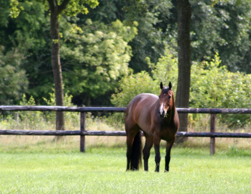 Authentic auf seiner Weide im Stall des Ehepaars Madden. Foto: Facebook.com/beeziemadden
