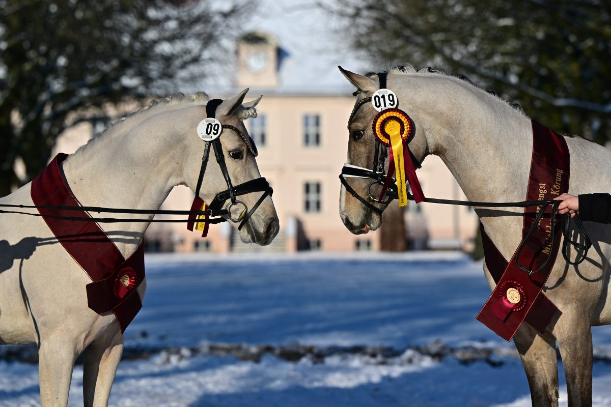 Die beiden Siegerhengste der Mitteldeutschen Ponykörung in Neustadt/Dosse 2026: Golden Future und Ganz Besonders Descendi S. Foto: bjoern-schroeder.de