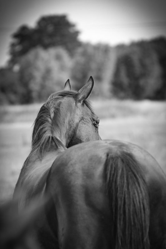 Foto: Rebecca Thamm