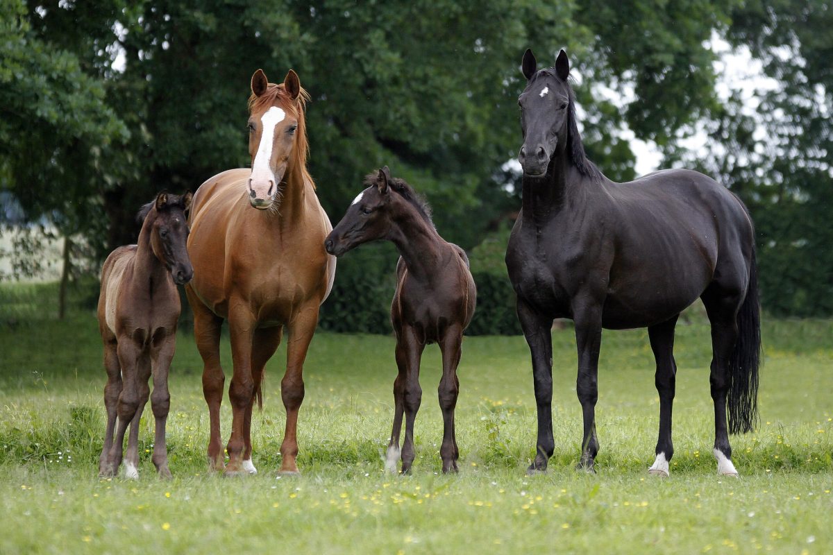Fohlen und Jährlinge sind durch Würmer besonders gefährdet. Foto: Equipics/Zachrau