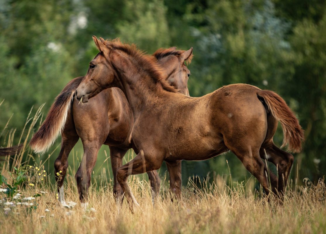 Aufmacher_Juliane-Koerner